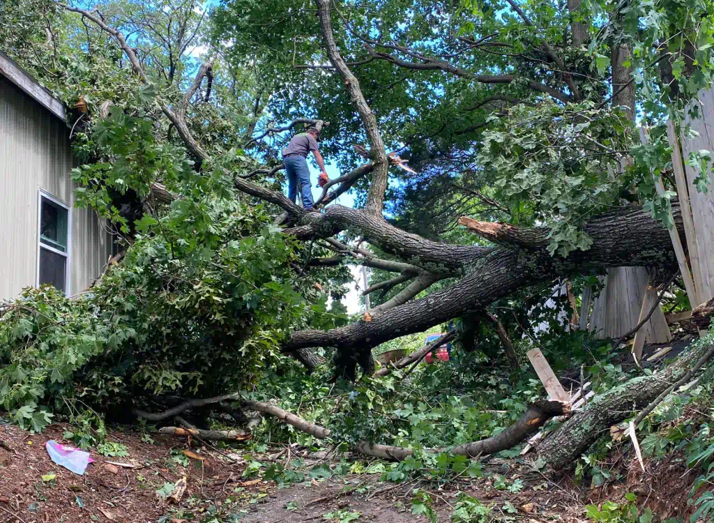 Why Fast Tree Removal Matters for Safety and Property Care